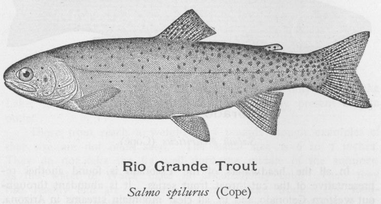 Rio Grande Trout