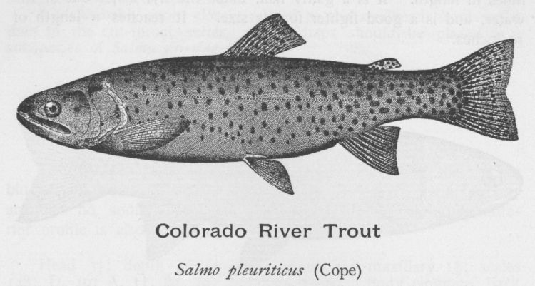 White Salmon of the Colorado River