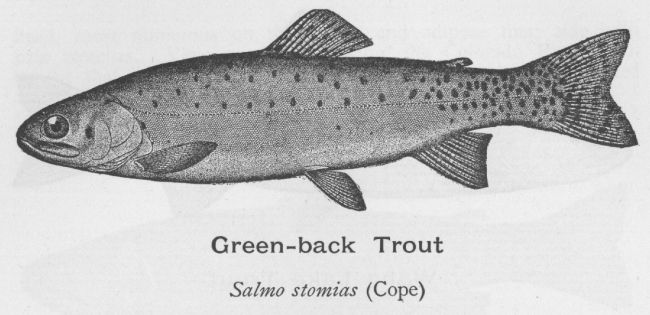 Green-back Trout