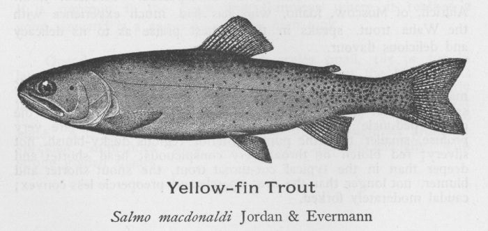 Yellow-fin Trout