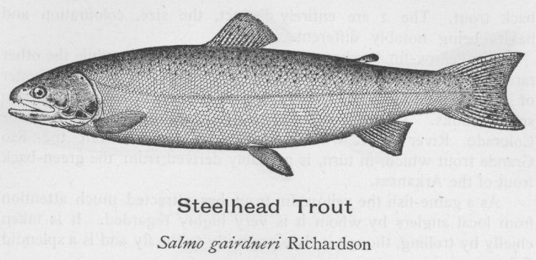 Steelhead Trout