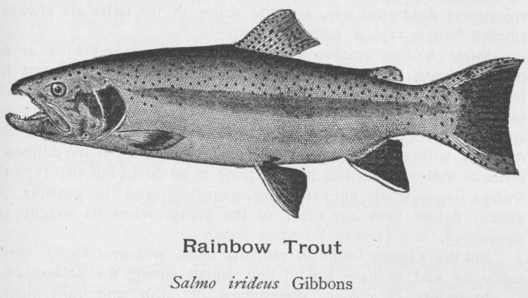Rainbow Trout