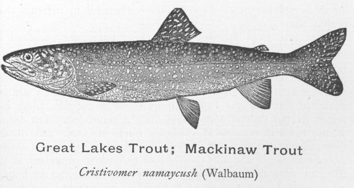 Great Lakes Trout; Mackinaw Trout