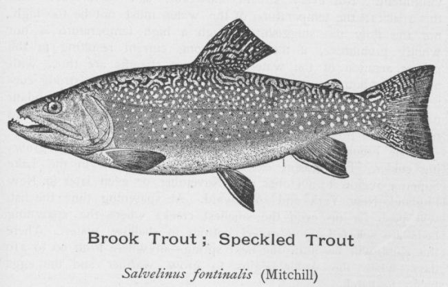 Brook Trout; Speckled Trout