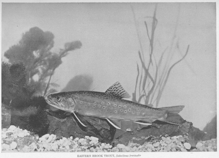 Brook Trout; Speckled Trout