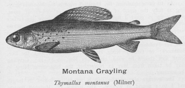 Montana Grayling