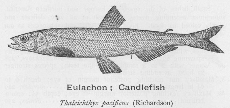 Eulachon; Candlefish