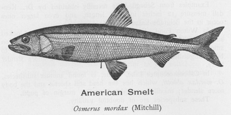 American Smelt