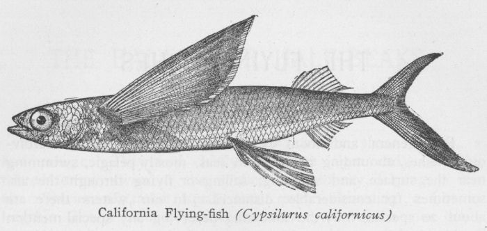 Flying-fishes