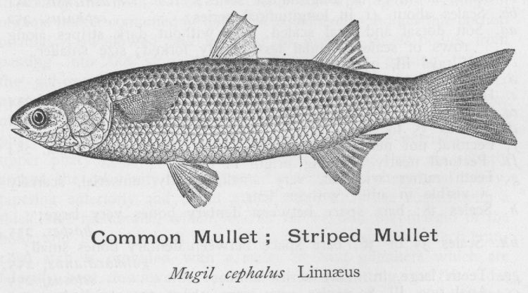 Common Mullet; Striped Mullet
