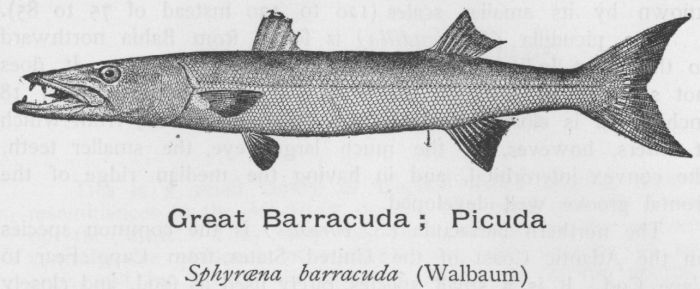Great Barracuda; Picuda