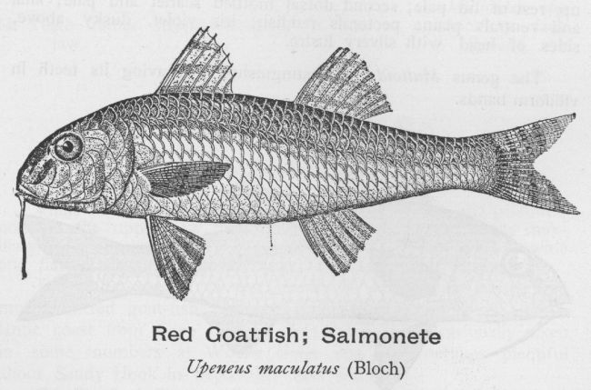 Red Goatfish; Salmonete