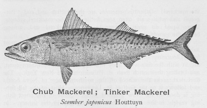 Chub Mackerel; Tinker Mackerel