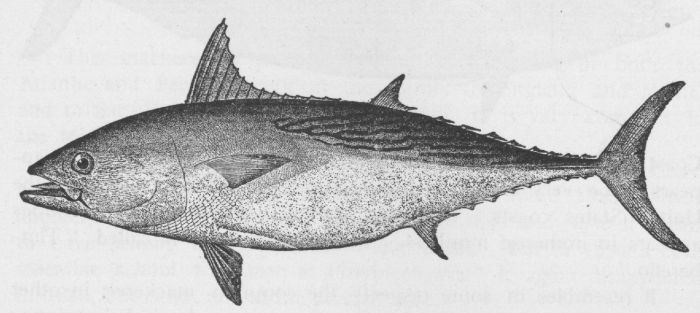 Common Mackerel
