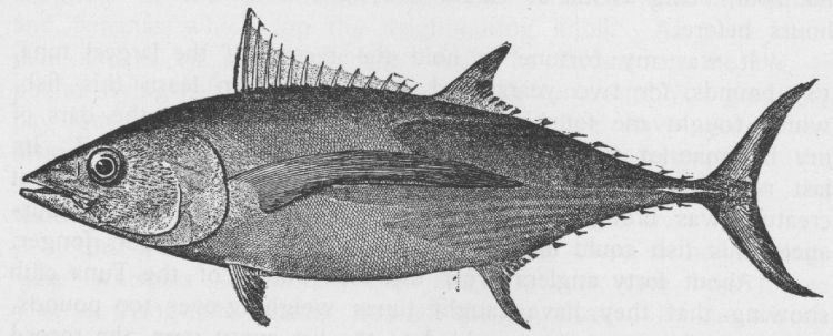 Long-finned Charr