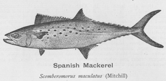 Spanish Mackerel