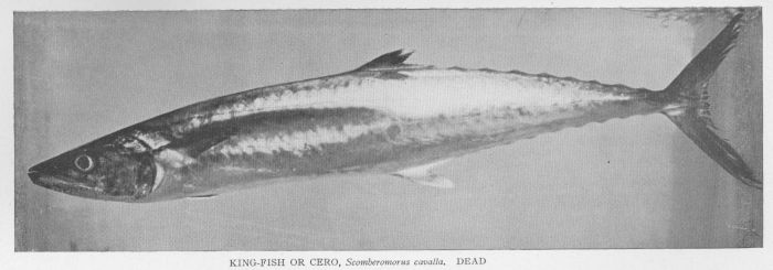 Sierra; Pintado; Kingfish