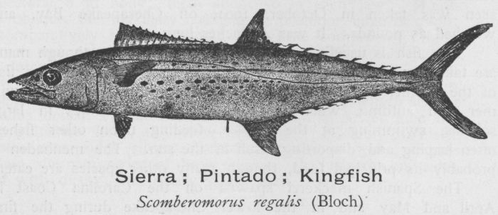 Sierra; Pintado; Kingfish