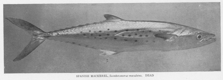 Spanish Mackerel