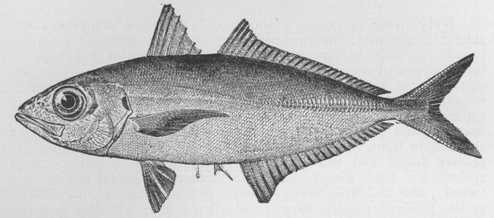 Rock Bass; Redeye; Goggle-eye
