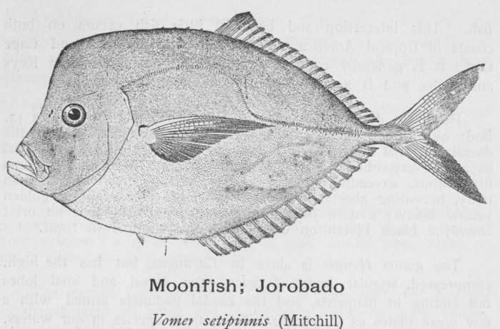 Moonfish; Jorobado