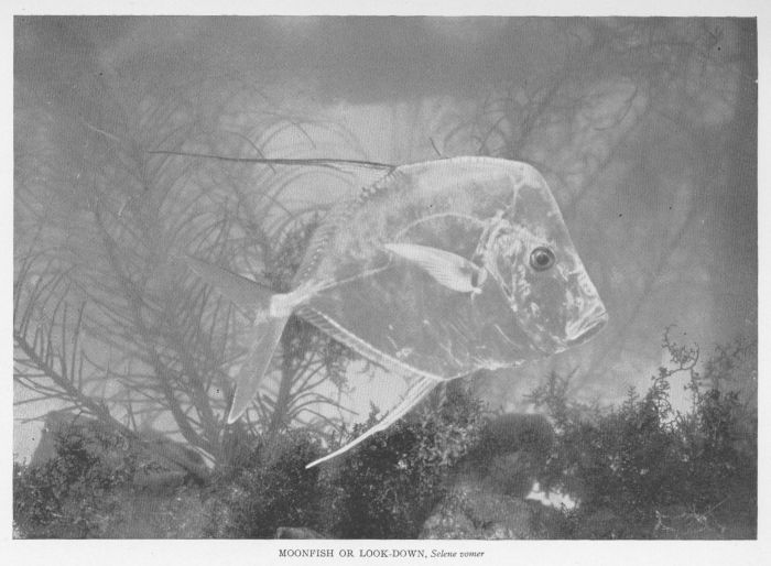 Lookdown; Horsehead