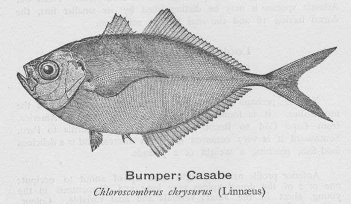 Bumper; Casabe