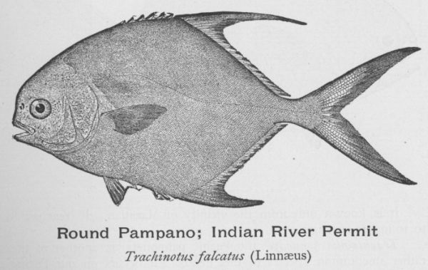 Permit; Great Pompano