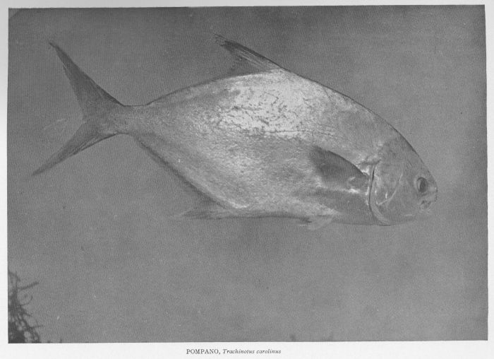 Permit; Great Pompano