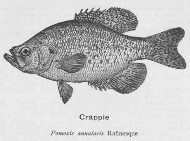 Crappie