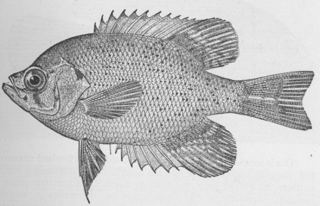 Scarlet Sunfish