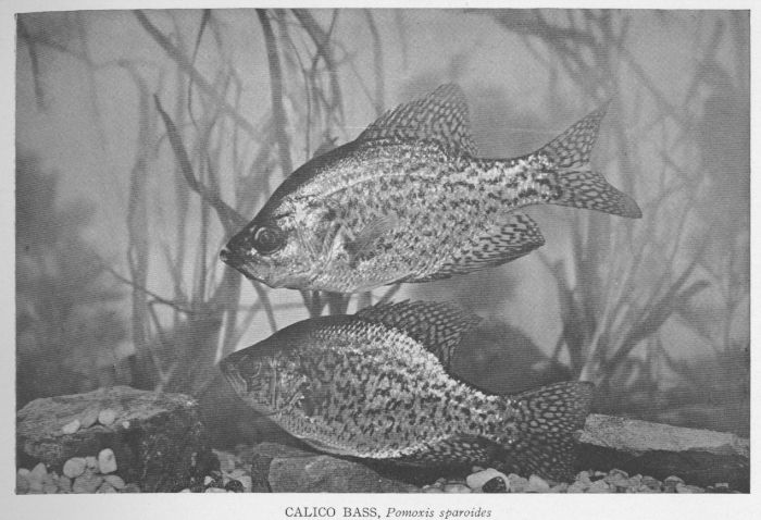 Calico Bass