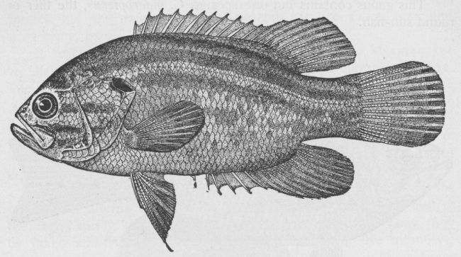 Scarlet Sunfish