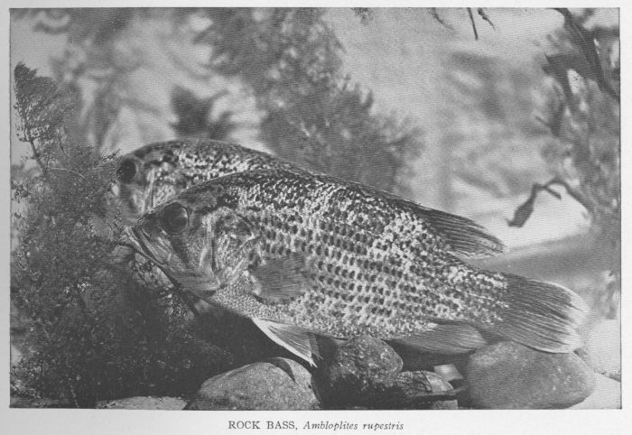 Rock Bass; Redeye; Goggle-eye