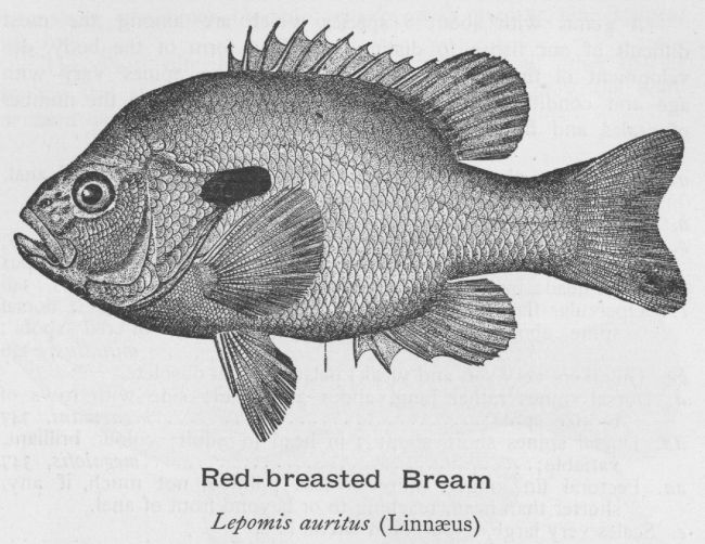 Red-breasted Bream