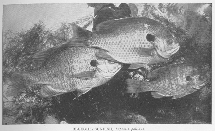 Bluegill
