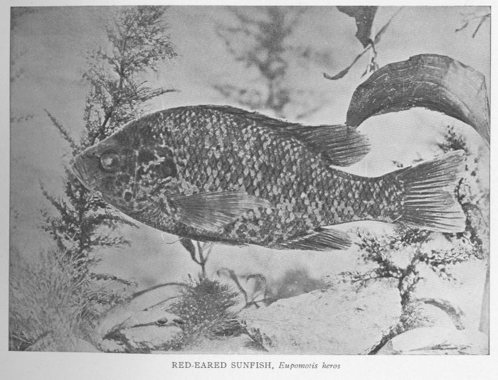 Red-eared Sunfish