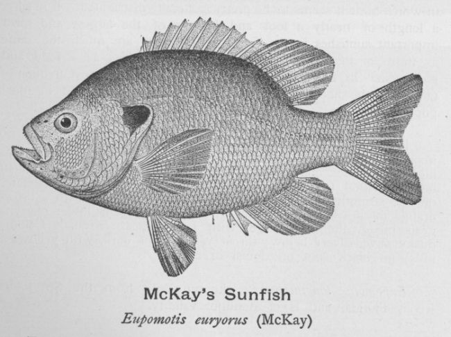 McKay's Sunfish