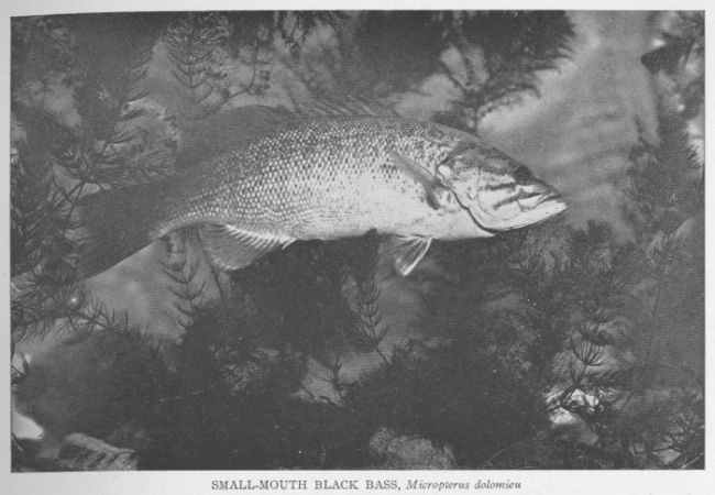 Small-mouthed Black Bass; Black Bass