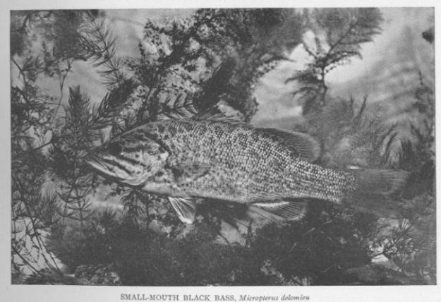 Small-mouthed Black Bass; Black Bass