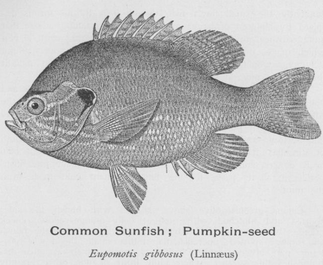 Common Sunfish; Pumpkin-seed