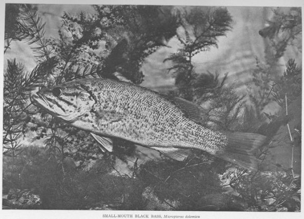 Small-mouthed Black Bass; Black Bass