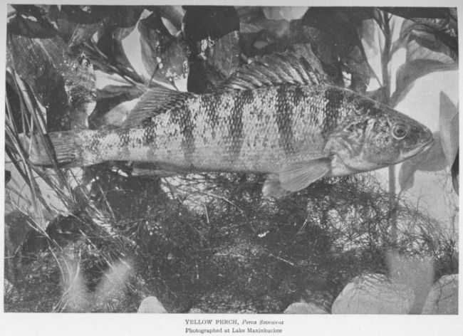 Yellow Perch; Ringed Perch