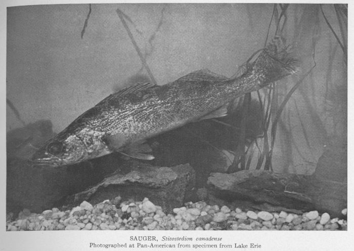 Sauger; Sand-pike