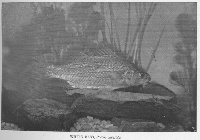 White Bass; White Lake Bass
