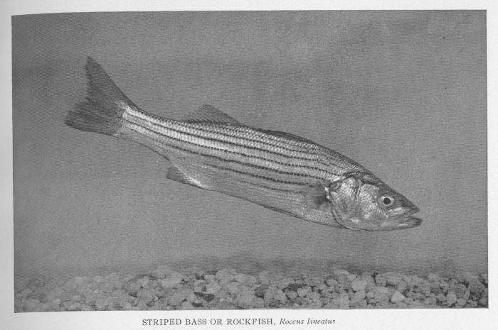 Striped Bass; Rockfish; Rock