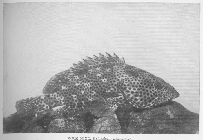 Rock-hind; Cabra Mora