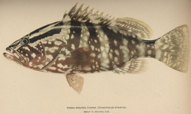 Nassau Grouper; Hamlet; Cherna Criolla