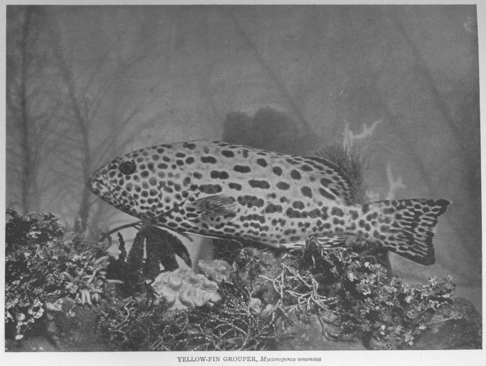 Nassau Grouper; Hamlet; Cherna Criolla