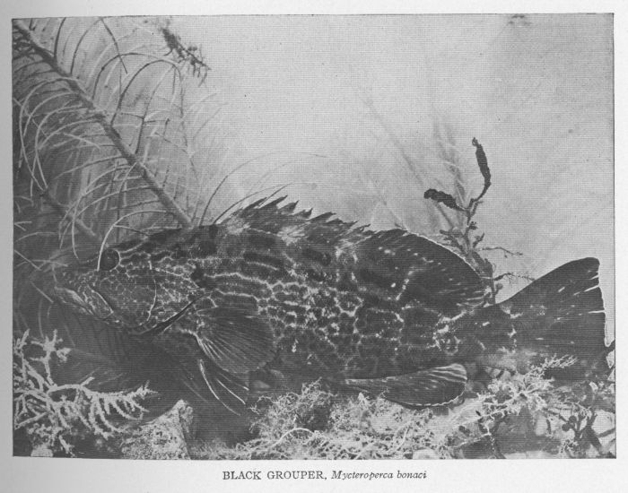 Nassau Grouper; Hamlet; Cherna Criolla
